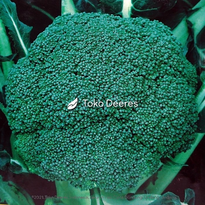 Benih Brokoli , Green Magic, Sakata c