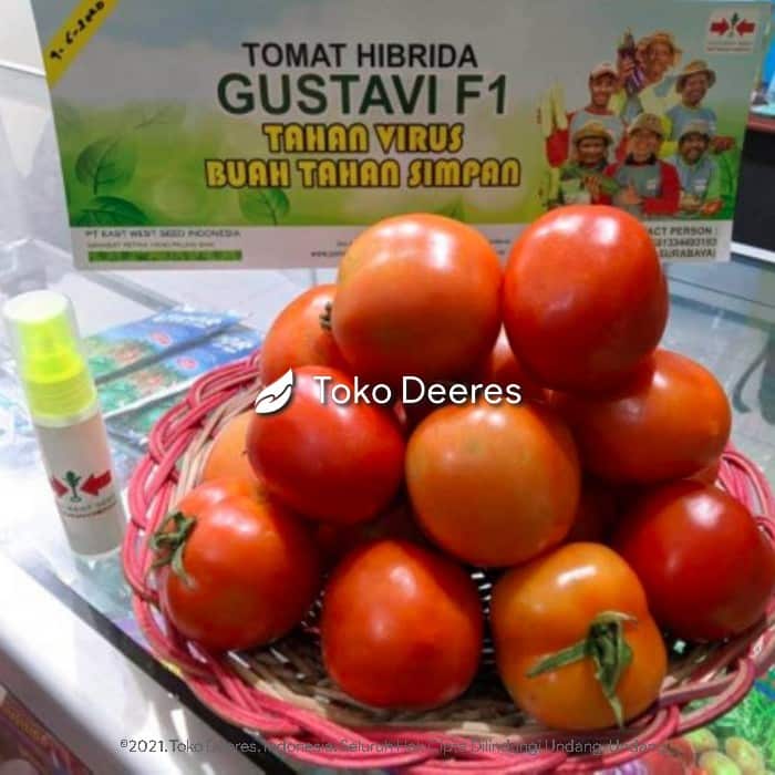 Benih Tomat - Gustavi F1 - 1.750 btr - Cap Panah Merah d
