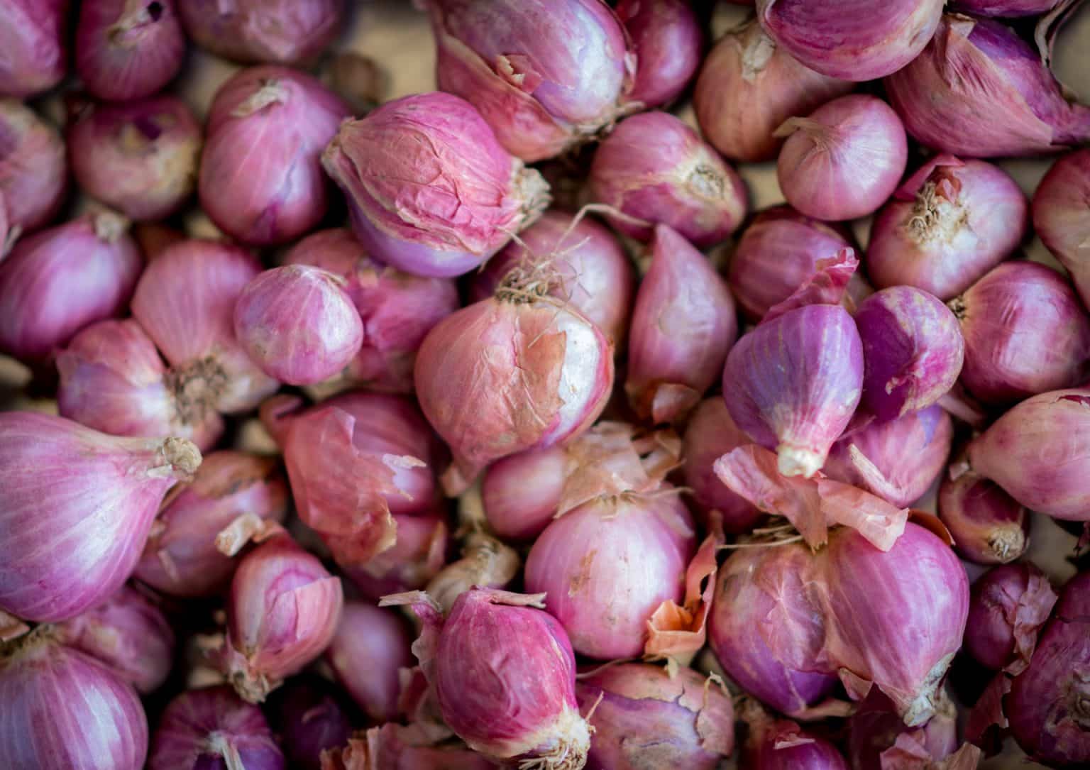 Cara Budidaya Bawang Merah agar Tahan Hama  Toko Deeres