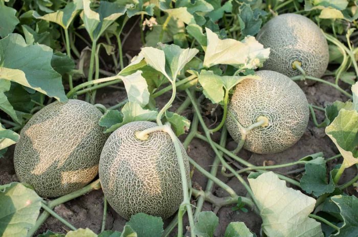 Cara Menanam Melon Anti Ribet agar Mudah Dipraktikkan | Toko Deeres