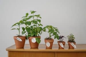 Intip Cara Menanam Tomat di Pot dari Biji dan Batang 