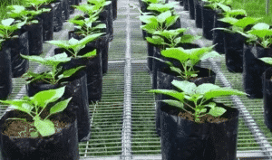Cara menanam Cabe di Polybag untuk Aktivitas Berkebun yang Praktis