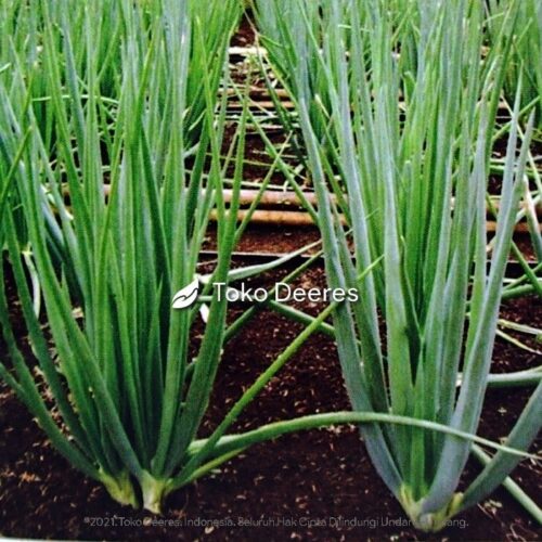 Benih Daun Bawang - Fragrant - 5 gr - Known You Seed