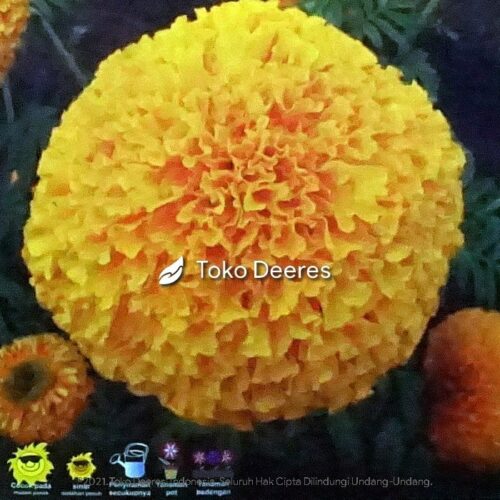 Benih Marigold - Maharani F1 - 100 btr - Cap Panah Merah