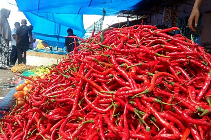 Cabe Keriting Terlaris di Aceh dan Sumatera Utara | Toko Deeres