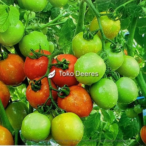 Benih Tomat - Betavila F1 - 5 gr - Cap Panah Merah