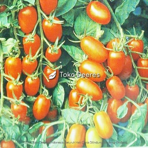 Benih Tomat Mini - Juliet F1 - 25 btr - Known You Seed