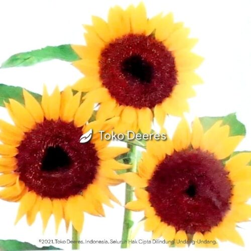 Benih Bunga Matahari - Sunflower - Known You Seed