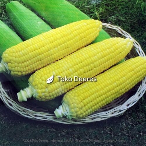 Benih Jagung Manis - Golden Boy - 250 gr - Cap Kapal Terbang