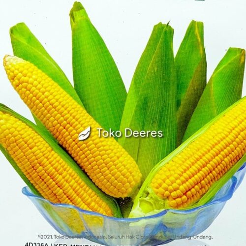 Benih Jagung Manis - Jaguar - 250 gr - Cap Kapal Terbang