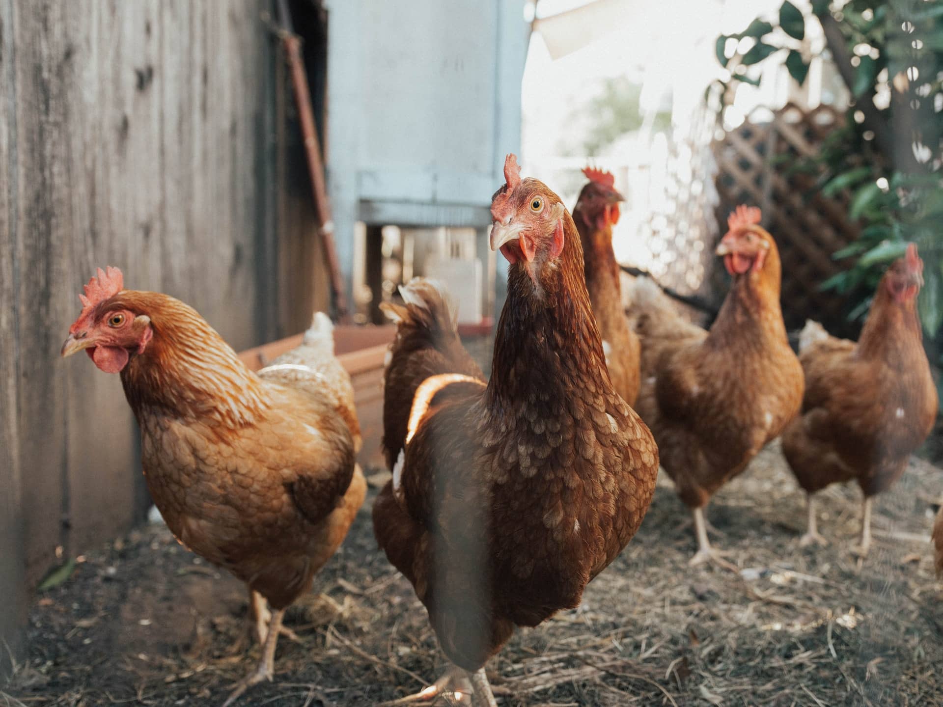 Jual Sprayer Kandang Ayam yang Pas untuk Peternakan
