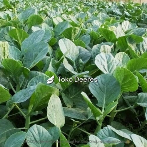 Benih Kale Kailan - Full White - 10 gr - Known You Seed