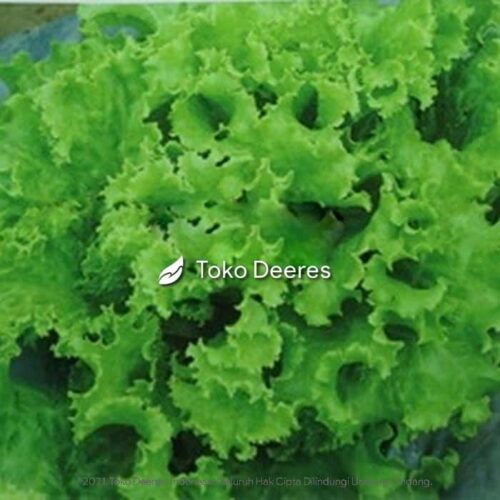 Benih Selada - Fion Green - 5 gr - Known You Seed