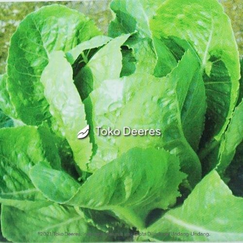 Benih Selada - Green Romaine - 5 gr - Known You Seed