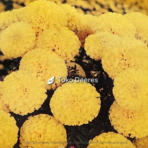 Bunga marigold mungkin sudah tidak asing lagi ntuk juragan. Bunga ini sering dikenal dengan nama bunga kenikir. Bunga ini banyak ditemukan pada saat upacara adat maupun acara-acara formal. Bunga ini berpotensi nilai jual tinggi karena kebutuhannya di pasaran yang banyak.