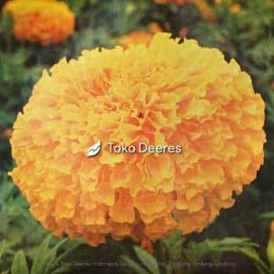 Benih Bunga Marigold - Golden Bloom F1 - 100 btr - Cap Panah Merah c