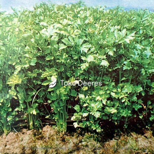 Benih Seledri - Chinese Celery Green Leaf - 10 gr - Tafung