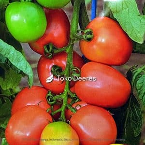 Benih Tomat - Agatha F1 - 1.750 btr - Cap Panah Merah