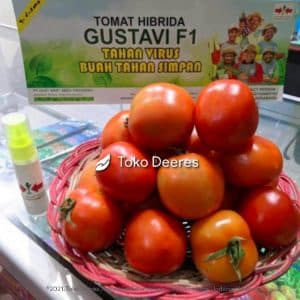 Benih Tomat - Gustavi F1 - 1.750 btr - Cap Panah Merah d