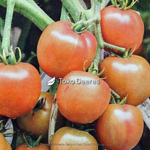Benih Tomat - Bareto F1 - 5 gr - Cap Panah Merah
