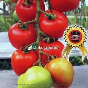 Benih Tomat - Fortuna 23 - 5 gr - Cap Kapal Terbang