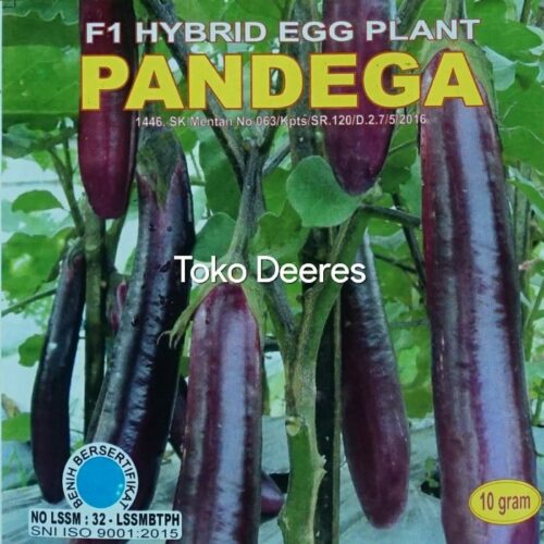 Benih Terong Ungu - Pandega - 10 gr - Raja Seed