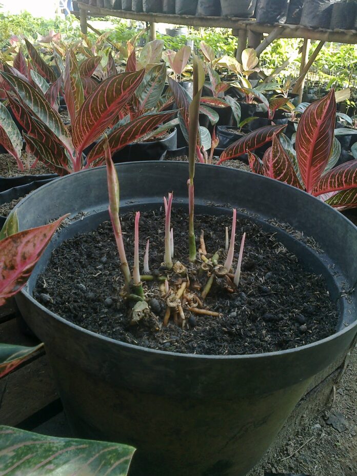  Cara Menanam Bonggol Aglonema  Agar Cepat Bertunas Toko 