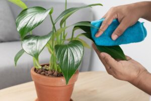 cara merawat tanaman
