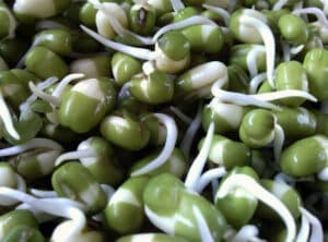 Cara tanam kacang hijau-kacang hijau berkecambah