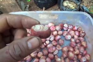 Memotong ujung atau pucuk bawang merah