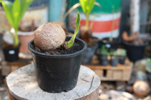 cara membuat bonsai kelapa dari awal