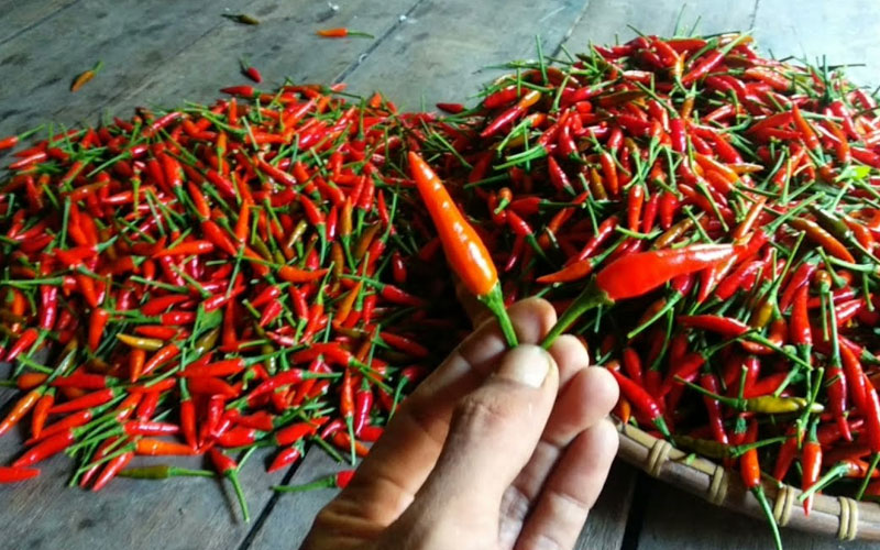 Bibit Cabe Rawit Termahal Di Mojokerto Mudah Ditanam Hasil Melimpah